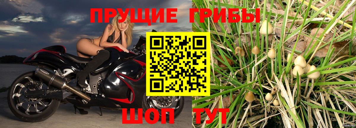 Псилоцибиновые грибы Psilocybe Усинск
